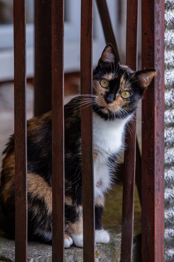 Cat July 2026   04