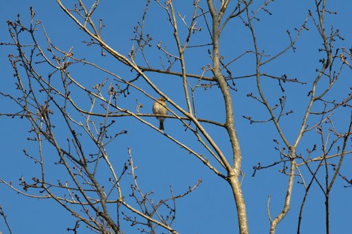 Chaffinch April 2026   29