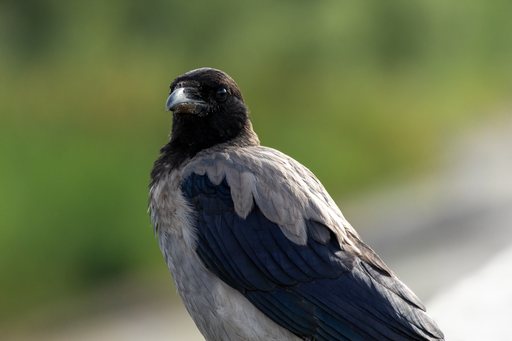 Crow July 2025   26