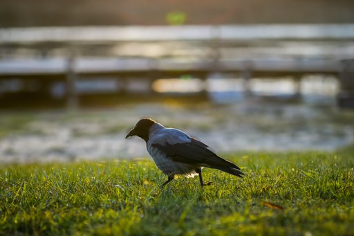 Crow October 2025   05