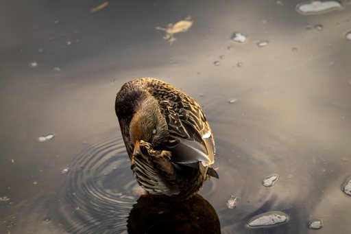 Duck October 2025   04
