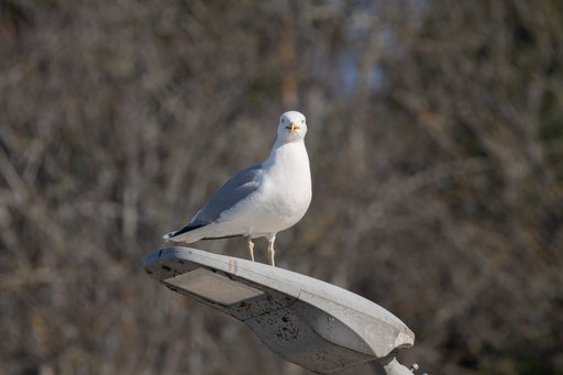 Seagull March 2026   09