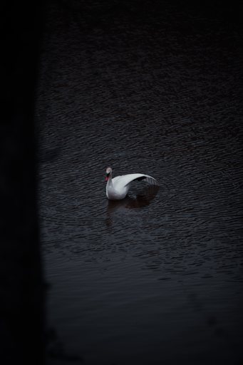 Swan April 2025   20